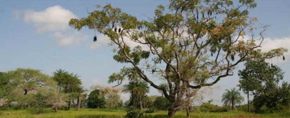 Gambia suspends timber export to avoid trafficking from Casamance
