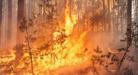 Gironde firefighters tactics to fight extraordinary fires in the Landes