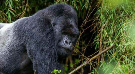 Gorillas and VIPs Rwanda a five star paradise for wealthy tourists