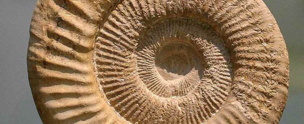 How big is the largest ammonite in the world
