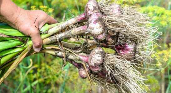 How to harvest and store garlic