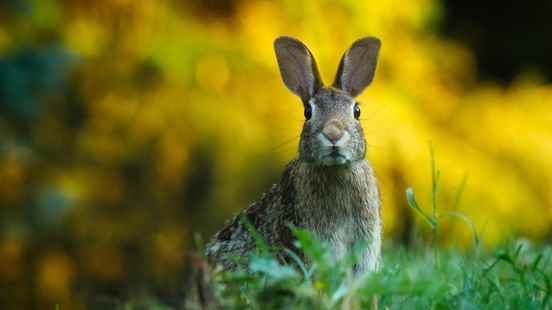 Hunters association demands that minister roll back ban on hare
