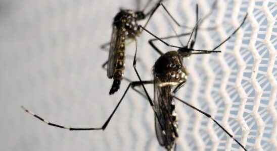 In China two mosquitoes allow the arrest of a thief