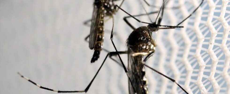 In China two mosquitoes allow the arrest of a thief