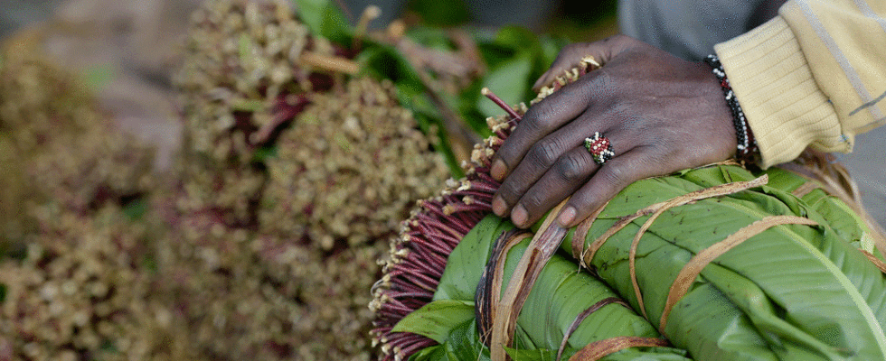 Kenyan khat producers relieved by resumption of exports to Somalia