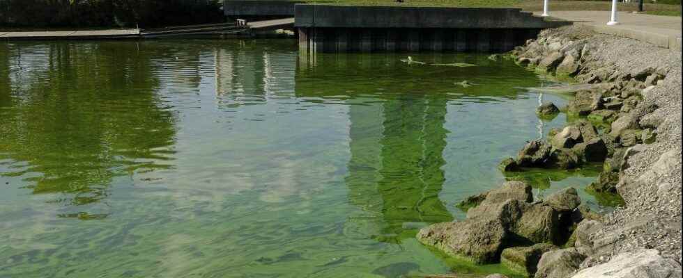 Lake Erie bacteria bloom expected to be moderate