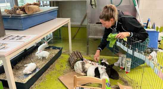 Many dumped rabbits in Animal Protection Center A rabbit is