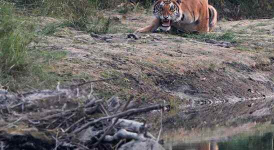 Nepals endangered tigers are back