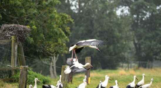 Now the young storks are taking off on their own