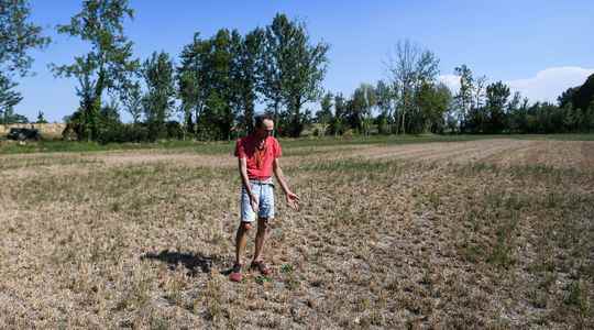 Olive oil rice tomato sauce How drought threatens crops in