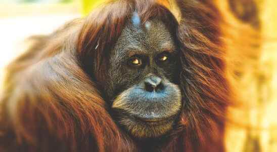 Orangutans in Ouwehands Zoo tinder and play games They are