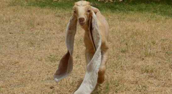 Pakistan Long eared goat becomes social media star
