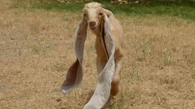 Pakistan Long eared goat becomes social media star