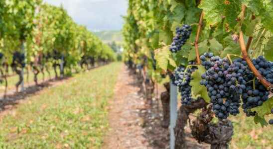 Pesticides their use in vines linked to the risk of
