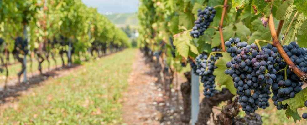 Pesticides their use in vines linked to the risk of