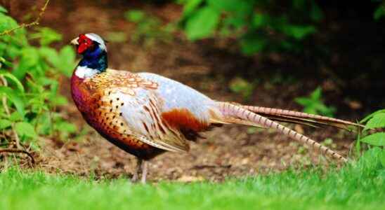 Pheasant hunting draws tourists to Norfolk