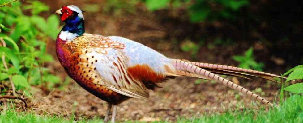 Pheasant hunting draws tourists to Norfolk