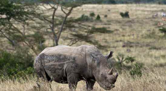 Rhinos back in Mozambique