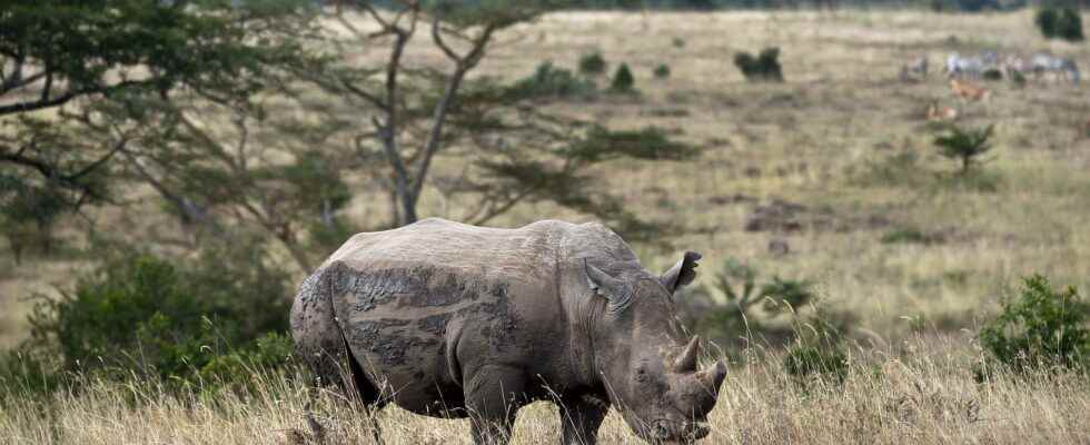 Rhinos back in Mozambique