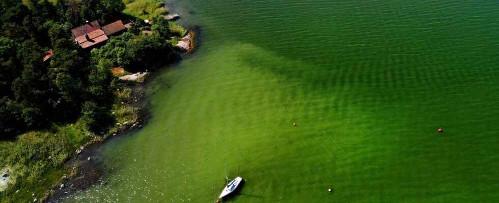 Risk of algal blooms when the summer heat returns