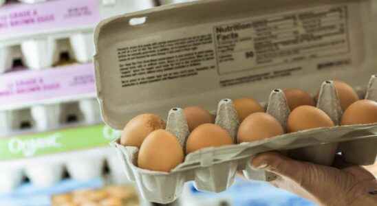 Salmonella Leclerc and other brands recall contaminated egg boxes