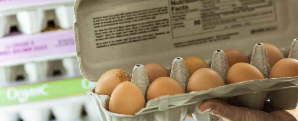 Salmonella Leclerc and other brands recall contaminated egg boxes