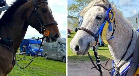 Scanian competition horses disappeared the police suspect aggravated theft