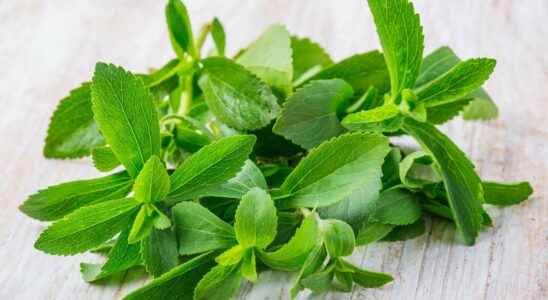 Stevia what is it