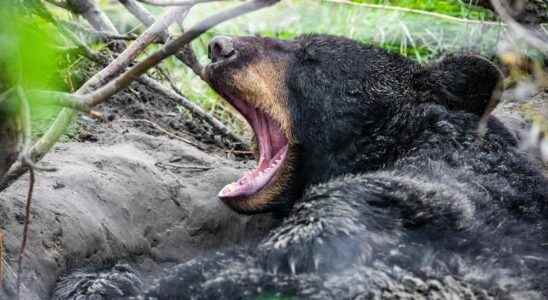 The blood of hibernating bears helps preserve muscle mass