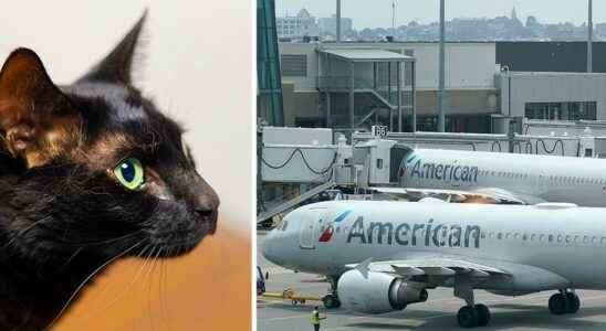 The cat Rowdy disappeared at the airport back home