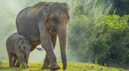 The crazy rescue of a mother elephant and her calf