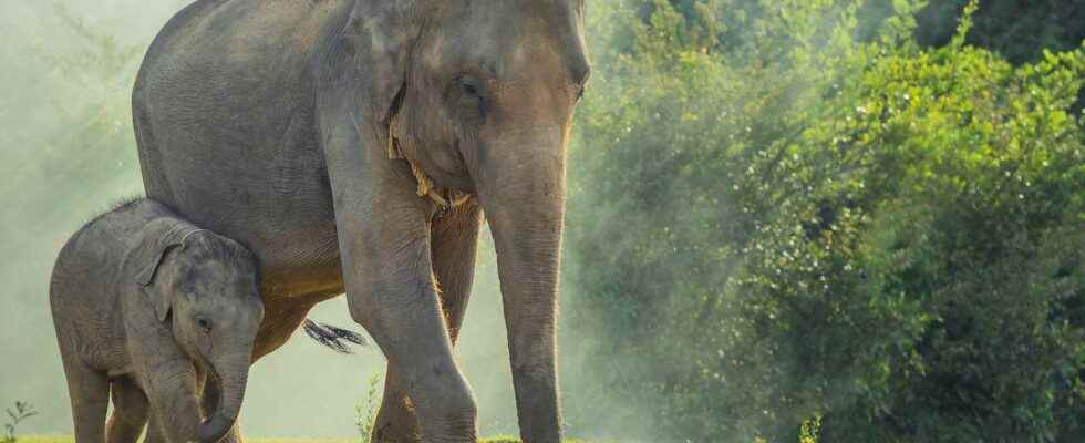 The crazy rescue of a mother elephant and her calf