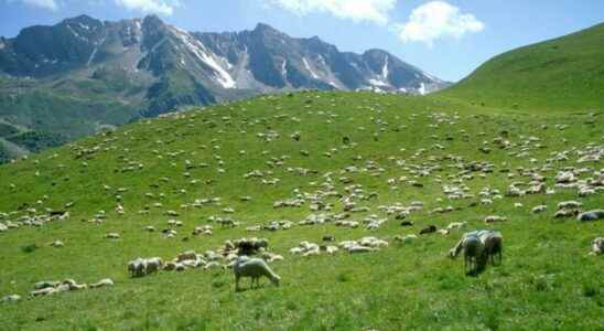 The first summer of a shepherd in the Pyrenees