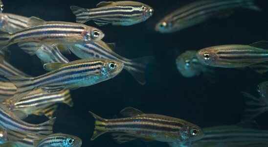 This fish can regenerate heart tissue after injury