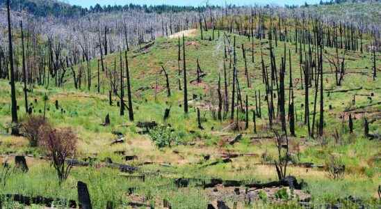 Trees are massively disappearing in California