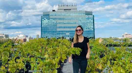 Vines on the roofs of Montreal or how to democratize