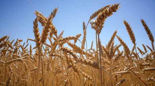 War in Ukraine grain export deal to be signed today