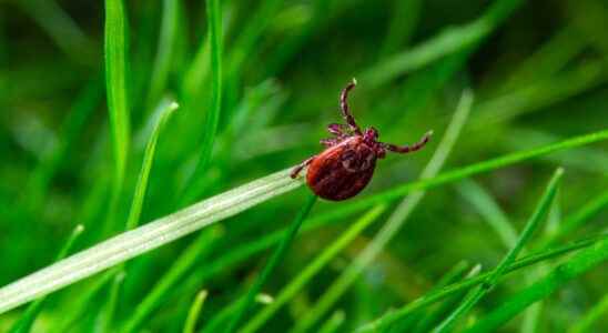 Why are ticks proliferating in Europe