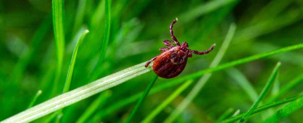 Why are ticks proliferating in Europe