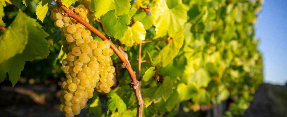 Wine production in the UK becomes a reality