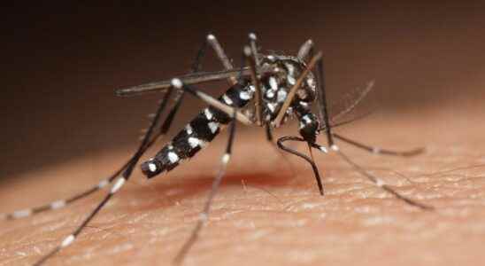 Zika dengue these viruses manipulate our smell to attract more