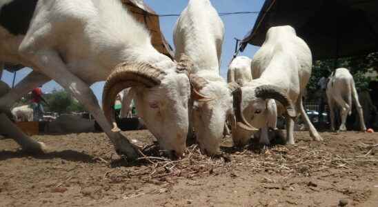 the price of sheep explodes in Mali and Chad