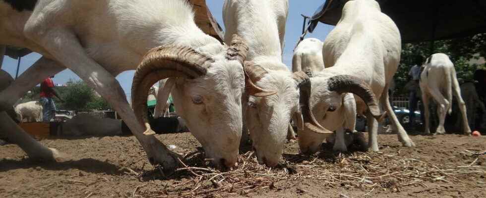 the price of sheep explodes in Mali and Chad