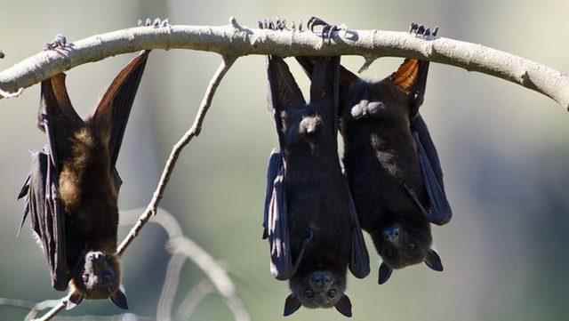 Fruit bats are animals known to carry the Henipavirus family. 