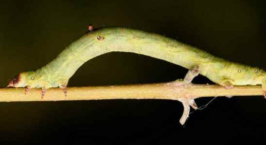 A caterpillar transformed into a zombie