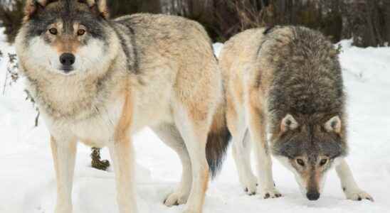 A record number of wolves can be shot this winter