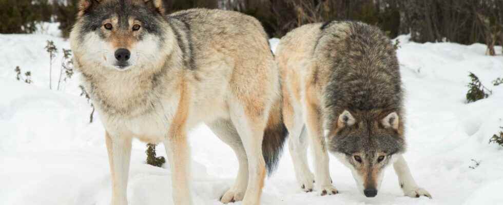 A record number of wolves can be shot this winter