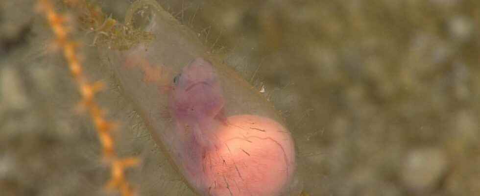 A shark embryo dumped in the ocean