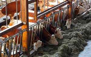 Agroalimentare Giansanti Cost of animal feed has doubled