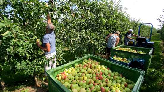 Apple harvest exceptionally early due to heat Always thunder in